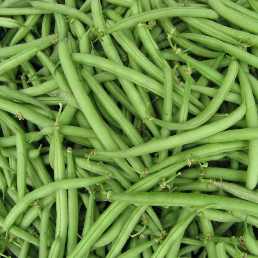 Rendement Haricot Vert Par Hectare En Côte D'ivoire