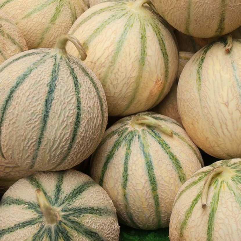 Melon